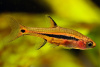 Микрорасбора светлячок (Boraras urophtalmodies)