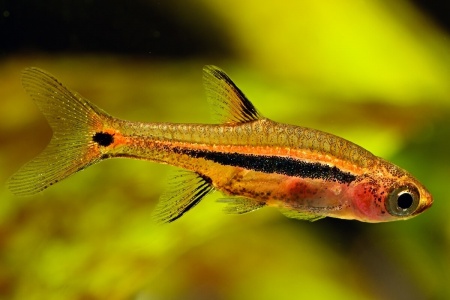 Микрорасбора светлячок (Boraras urophtalmodies)