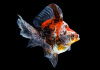 Риукин ситцевый с широким хвостом (Goldfish Ryukin calico broad tail)