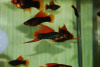Меченосец Геллера черный Красноплавничный (Xiphophorus helleri Black)