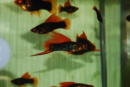 Меченосец Геллера черный Красноплавничный (Xiphophorus helleri Black)