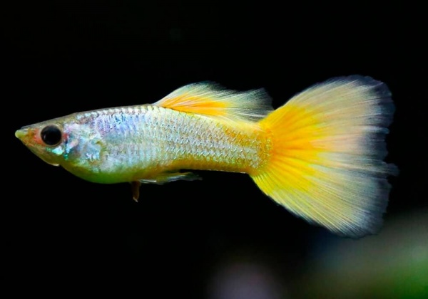 Гуппи берлинский желтохвостый (Guppy German Yellow Tail)