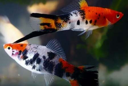 Меченосец Геллера трехцветный (Xiphophorus helleri Tricolor)