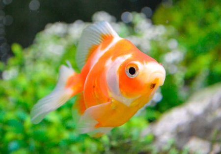 Риукин красно-белый с широким хвостом (Goldfish Ryukin red & white broad tail)