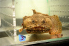 Рыба-жаба (Batrachomoeus trispinosus)