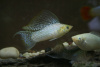 Моллинезия снежинка парусная (Poecilia velifera Silver lyretail Molly)
