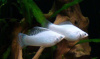 Моллинезия снежинка сербристая (Poecilia latipinna Silver Molly)