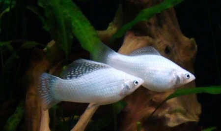 Моллинезия снежинка сербристая (Poecilia latipinna Silver Molly)
