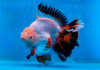 Оранда трехцветная (Goldfish Oranda trikolor)