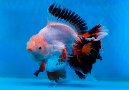 Оранда трехцветная (Goldfish Oranda trikolor)