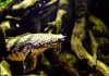 Полиптерус Эндлихера (Polypterus endlicheri) 5-7 см