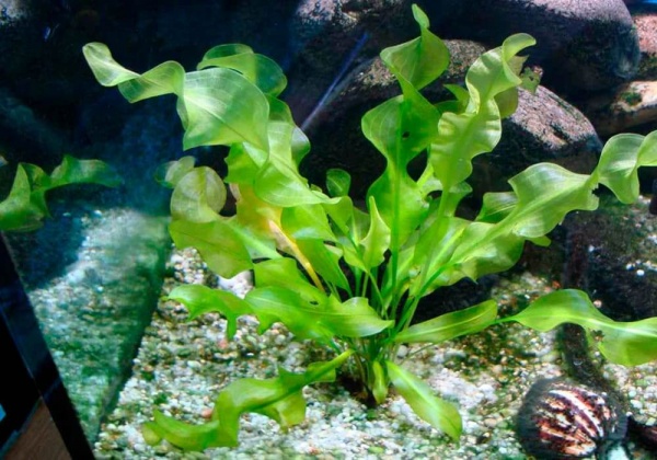 Апоногетон ульвовидный  (Aponogeton ulvaceus)