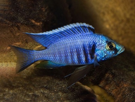 Цихлида Копадихромис Азуреус (Copadichromis azureus)