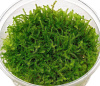 Мох рождественский - крисмас (Christmas Moss, Vesicularia montagnei)