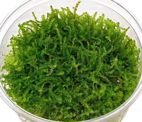 Мох рождественский - крисмас (Christmas Moss, Vesicularia montagnei)