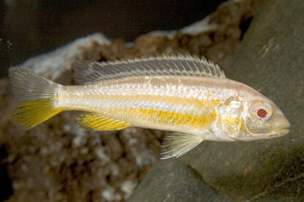 Цихлида Меланохромис Ауратус альбинос( Pseudotropheus auratus)
