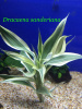 Драцена (Dracaena sanderina)