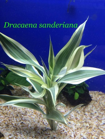 Драцена (Dracaena sanderina)