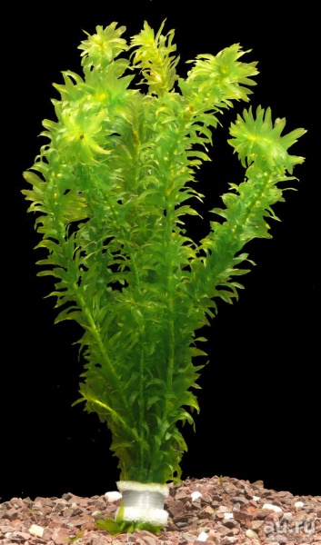 Элодея зубчатая (Elodea densa)