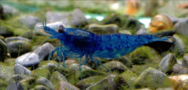  Креветка синяя мечта (Neocaridina "Blue Dream")