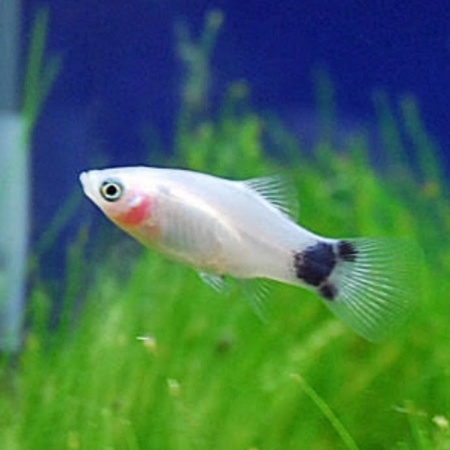 Пецилия белая Микки Маус (Xiphophorus maculatus white Mickey Mouse Platy)