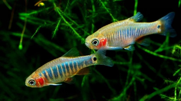 Микрорасбора эритромикрон  (Microrasbora erythromicron) 1,1-1,3 см