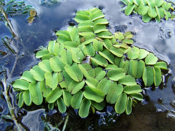 Сальвиния Плавающая  (Salvinia)