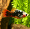 Пецилия красно белая ситцевая (Xiphophorus maculatus white & red calico Platy)