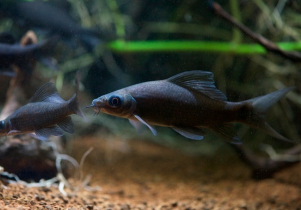 Лабео черный (Morulius chrysophekadion)