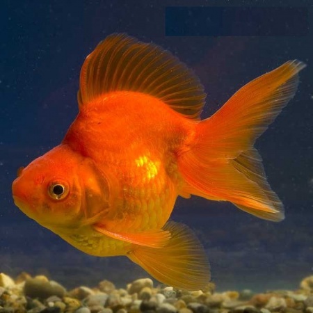 Риукин красный с широким хвостом (Goldfish Ry1ail)