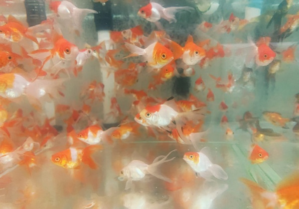 Риукин красно-белый с широким хвостом (Goldfish Ryukin red & white broad tail)
