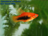 Пецилия красный смокинг (Xiphophorus maculatus toxedo red Platy)