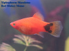 Пецилия красная Микки Маус  (Xiphophorus maculatus red Mickey Mouse Platy)