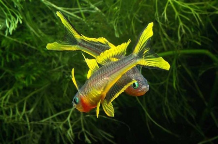 Попондетта фурката (лат. Pseudomugil furcatus) Радужница карликовая 2 см.
