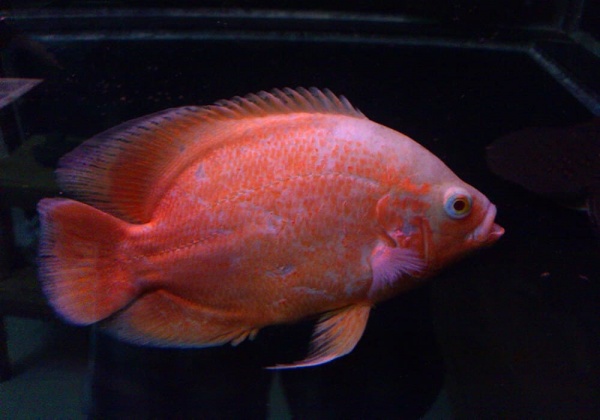 Цихлида Астронотус альбинос красный (astronotus-ocellatus-oscar-albino-red)
