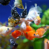 Моллинезия мрамор баллон (Poecilia sphenops Marble Molly balloon) 3,3-3,5см