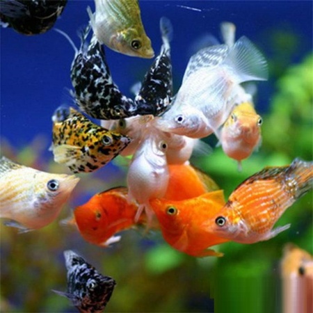 Моллинезия мрамор баллон (Poecilia sphenops Marble Molly balloon) 3,3-3,5см
