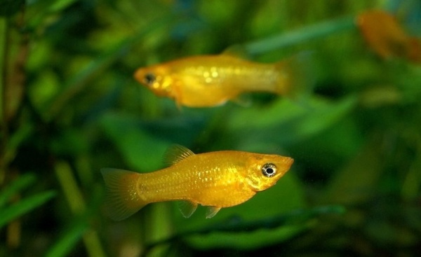 Пецилия золотая (Xiphophorus maculatus golden Platy)