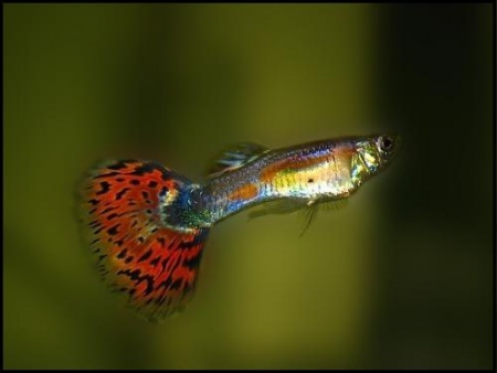 Гуппи красная мозаика (Poecilia reticulata red mosaic)