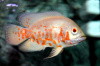 Цихлида Астронотус тигровый альбинос (astronotus-ocellatus albino)