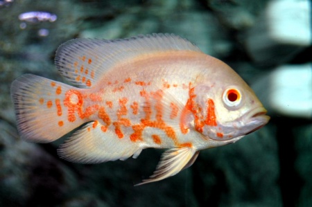 Цихлида Астронотус тигровый альбинос (astronotus-ocellatus albino)