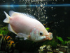 Гурами целующийся (Helostoma temminkii) 5 см