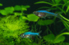 Расбора Аксельрода (Rasbora axelrodi)