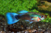 Гуппи синий неон (Poecilia reticulata neon blue)