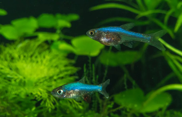 Расбора Аксельрода (Rasbora axelrodi)