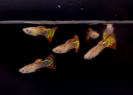 Гуппи ананас кобра (Guppy pineapple cobra)