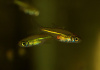Микрорасбора Кубота (Microdevario kubotai) 1,1-1,2 м