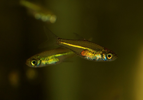 Микрорасбора Кубота (Microdevario kubotai) 1,1-1,2 м