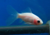 Золотая рыбка Шубункин бристольский белый (Goldfish Bristol Shubunkin white)