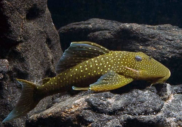 Номерной сом L 200  Хемианциструс Зеленый Фантом (Призрак) (Hemiancistrus subviridis)